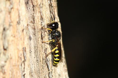 Réf. 283 699 : Ectemnius cavifrons